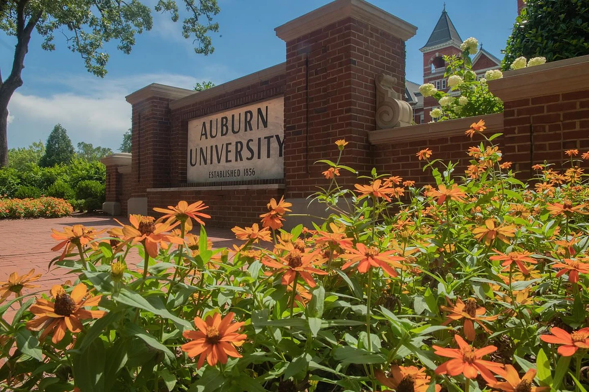 The image shows a vibrant garden with orange flowers in front of a brick sign for Auburn University.